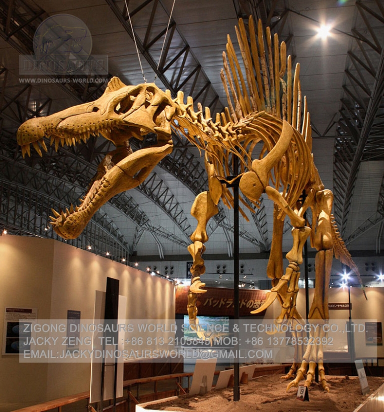 skeleton of a spinosaurus