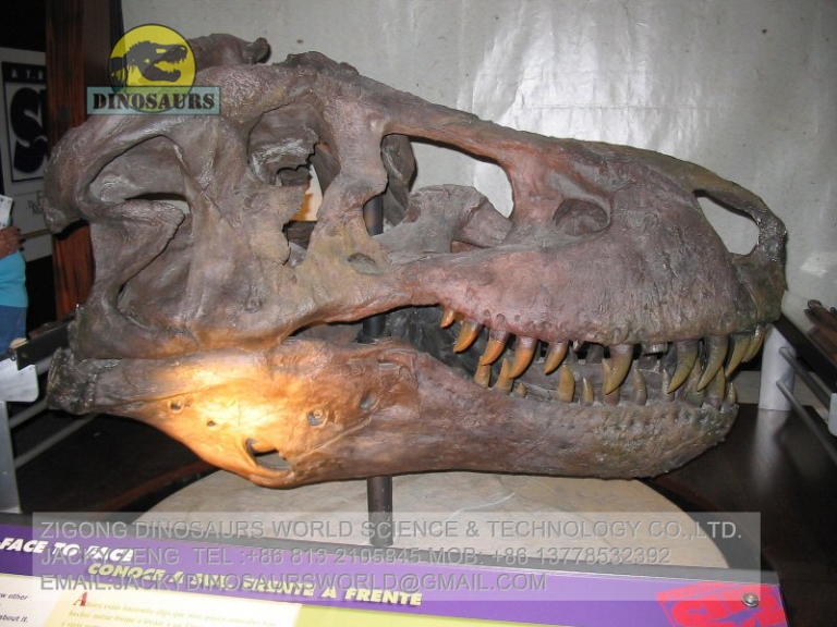 t rex fossils